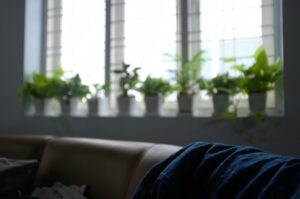 Plants on a windowsill 3 300x199 - Plants on a windowsill (3)