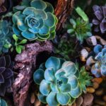 Home Succulents top view 150x150 - Home