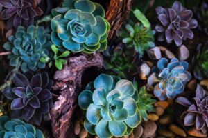 Succulents top view 300x200 - Succulents top view