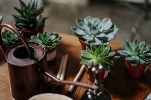 Plants on a table 1 300x199 - Plants on a table (1)