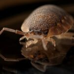 Home 8 legged insect 150x150 - Home