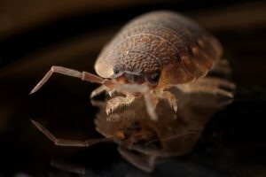 8 legged insect 300x200 - 8 legged insect