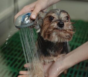 Close up Photo of Bathing of Dog 300x263 - Close-up Photo of Bathing of Dog
