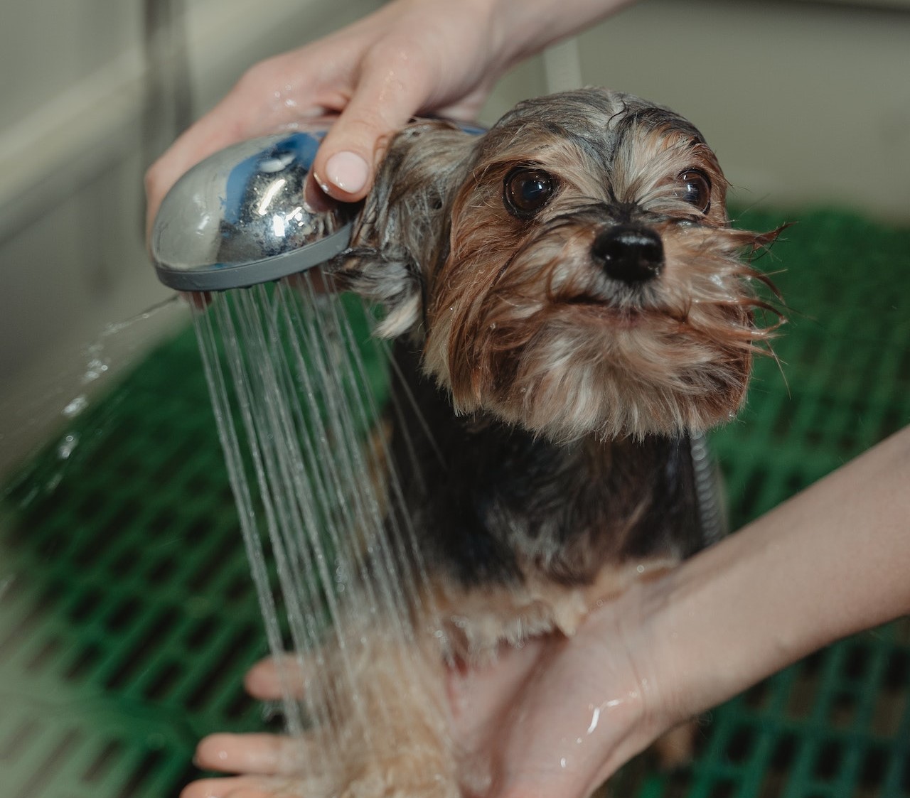 Close-up Photo of Bathing of Dog