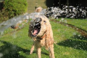 Soaked Wet Long coated Dog Opens Mouth at Water Streams 300x200 - Soaked Wet Long-coated Dog Opens Mouth at Water Streams