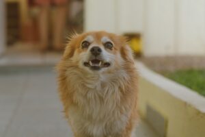 cute dog 300x200 - cute dog