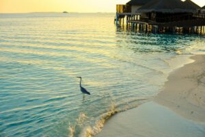 gray heron standing on large clear body of water 300x200 - gray heron standing on large clear body of water