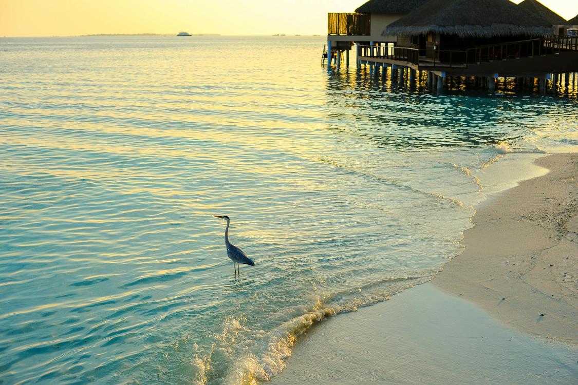 gray heron standing on large clear body of water - Charming Tuscan Villas and Their Picturesque Pools