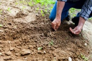 man planting plant 300x200 - man planting plant.jpg