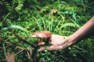 photo of person holding mushroom 300x200 - photo of person holding mushroom.jpg