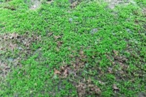 view of green grass 300x200 - view of green grass.jpg