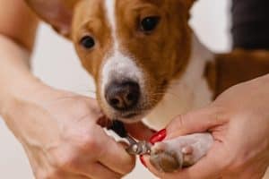 a groomer nail clipping a dogs nail 300x200 - a groomer nail clipping a dogs nail