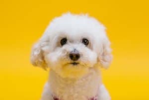 close up shot of a cute white dog with fluffy fur 300x201 - close up shot of a cute white dog with fluffy fur