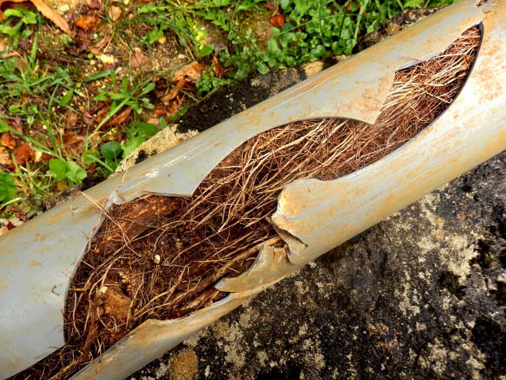 broken pipe due to tree roots - 5 Common Septic Tank Problems and How to Solve Them